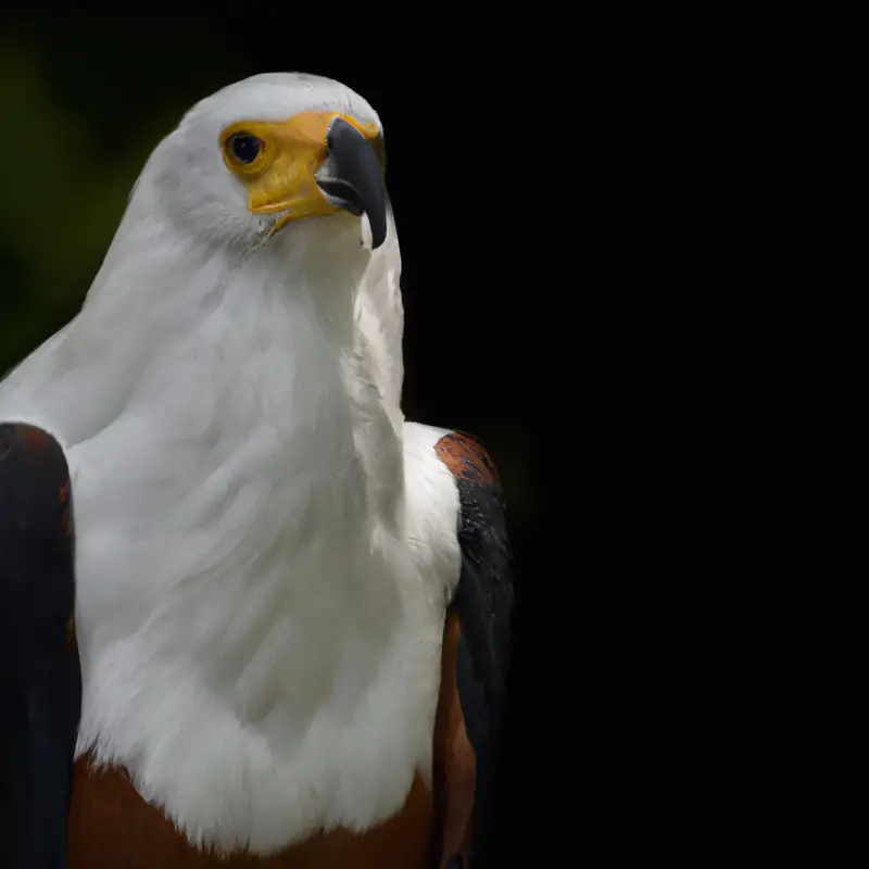 Águila Pescadora Africana: Majestuoso depredador