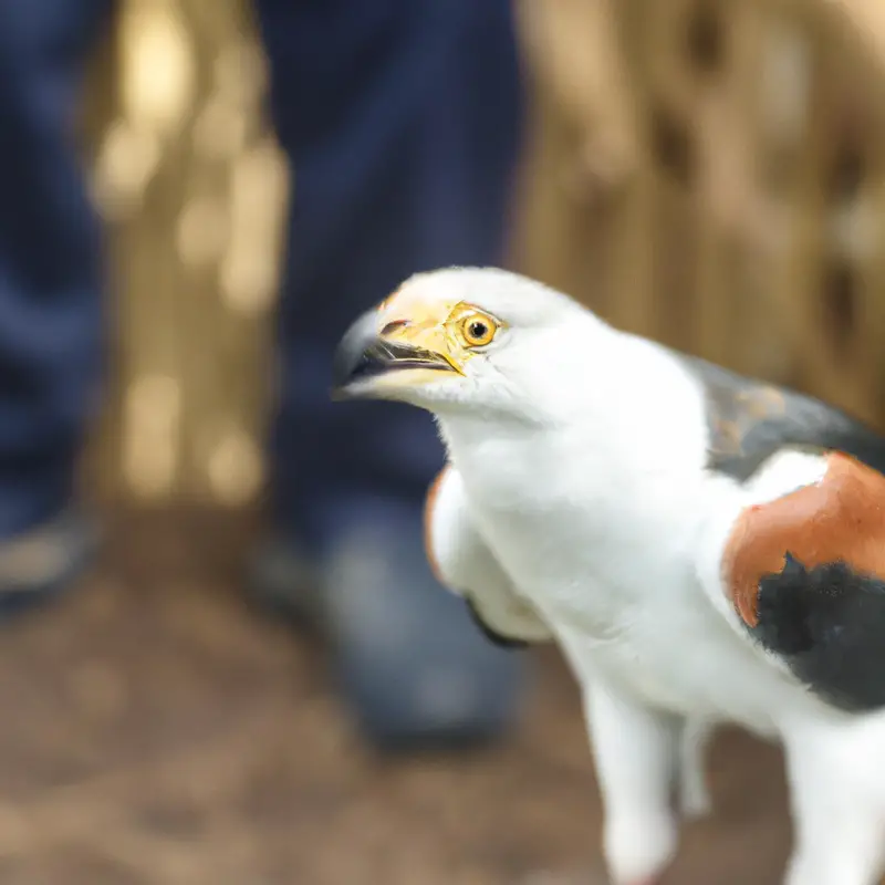 Águila Pescadora Africana en cortejo.