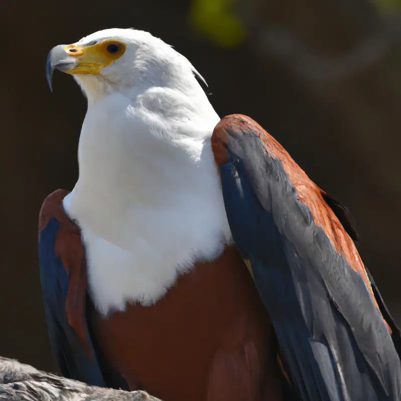 Águila Pescadora Africana en vuelo.