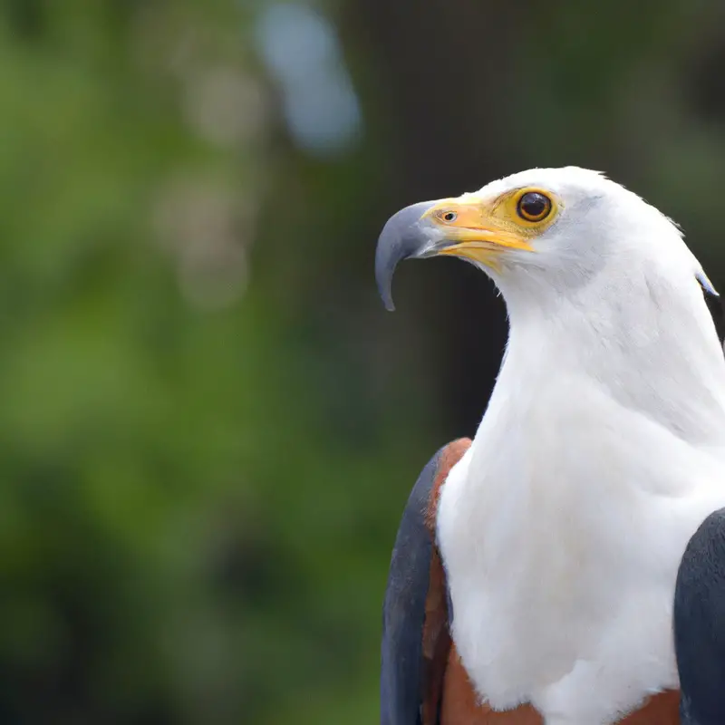 Águila Pescadora Africana en vuelo.