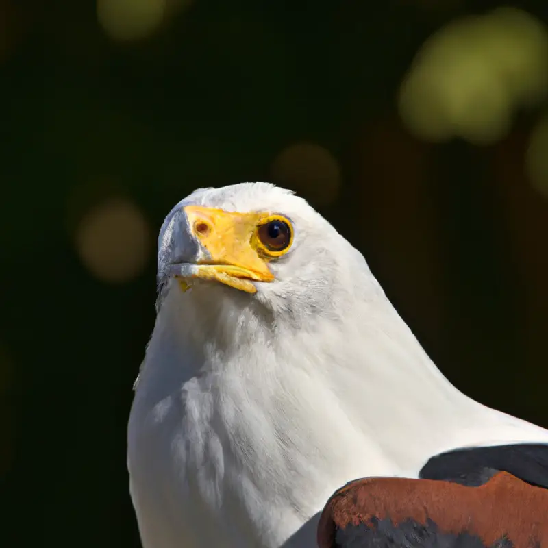 Águila Pescadora Africana en vuelo.