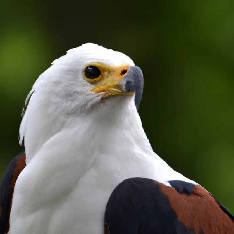 Águila Pescadora Africana volando.