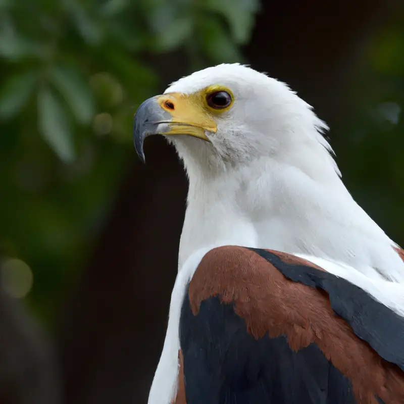 Águila Pescadora Africana volando.