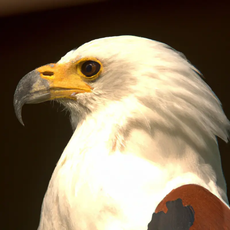 Águila Pescadora Africana volando.