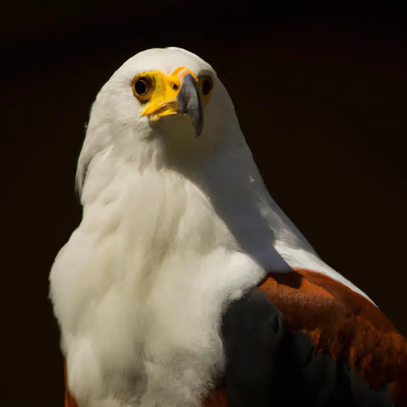 Águila Pescadora Africana volando.