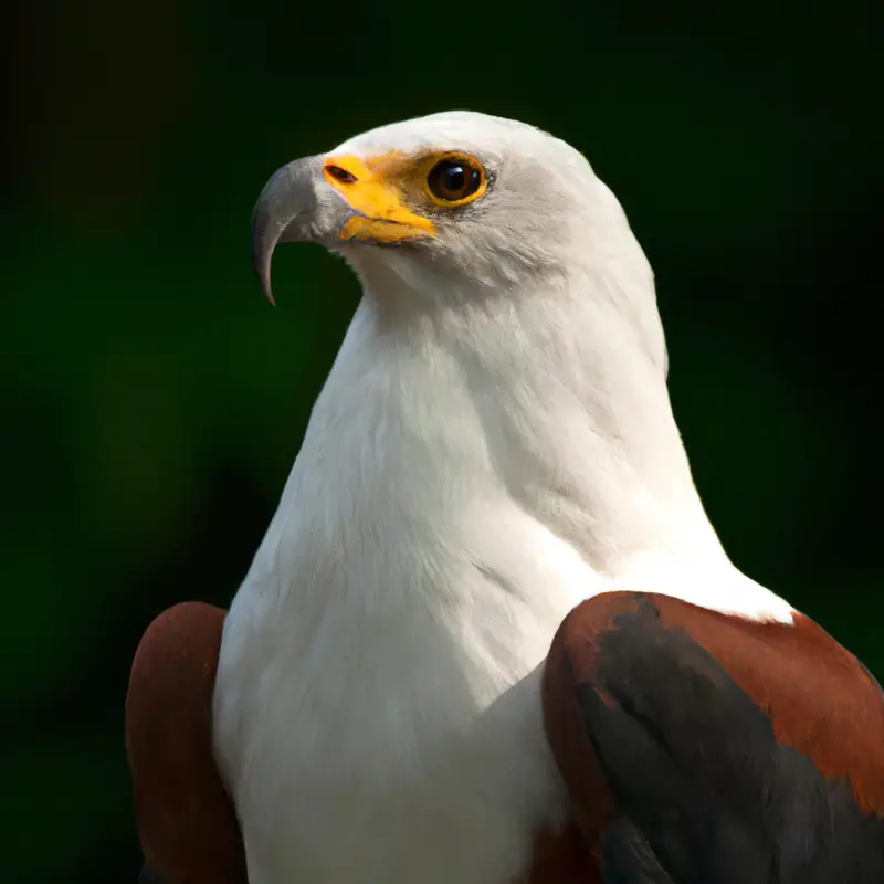 Águila pescadora africana: Nido elevado.