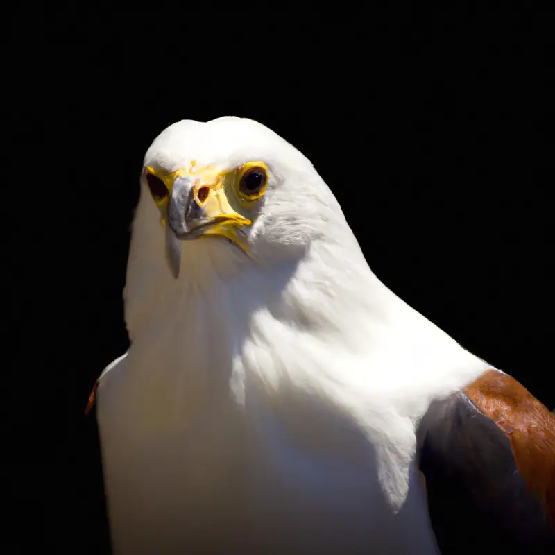 Águila pescadora africana: diferencias de género