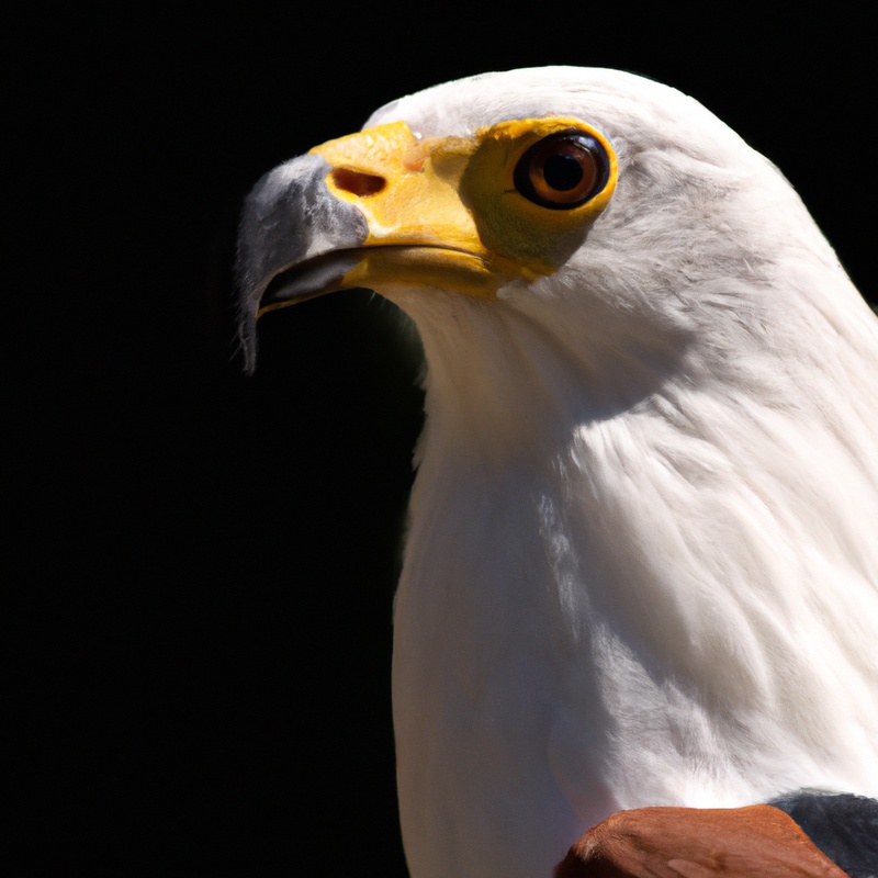 Águilas pescadoras Africanas: Depredadores eficientes