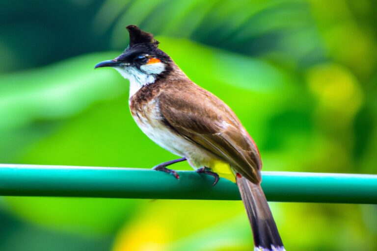 Águila Filipina volando