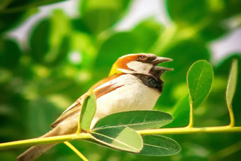 Águila Real