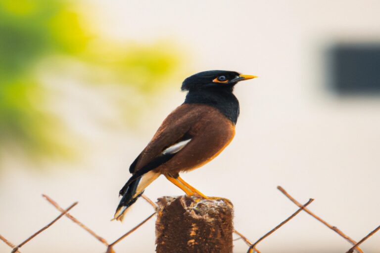 Águila Real volando