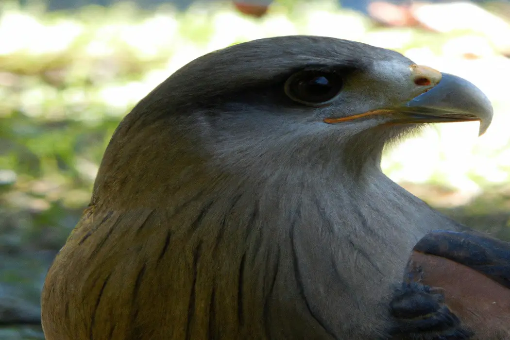 Águila dorada volando.