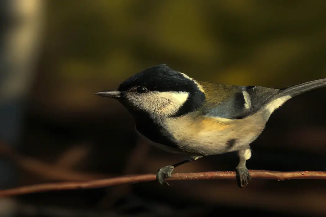 Águila en vuelo.