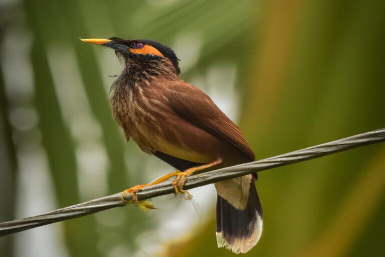 Águila majestuosa.