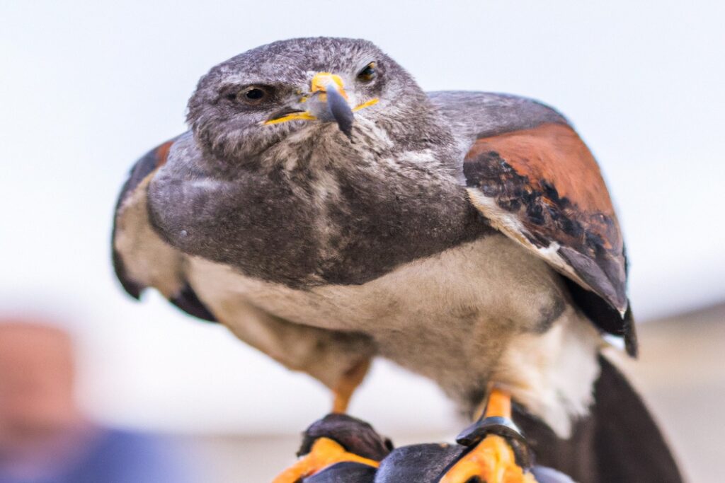 11 Aves Rapaces de Asia - Aves Mundo