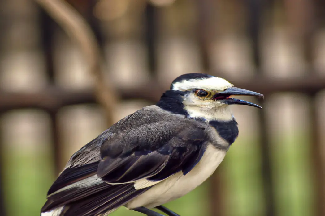 Águila sobrevolando