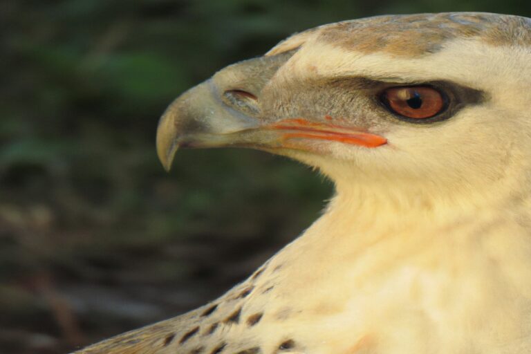 Águila volando