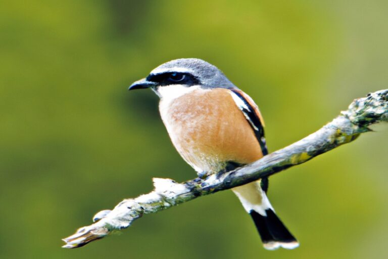 Aguilucho volador.