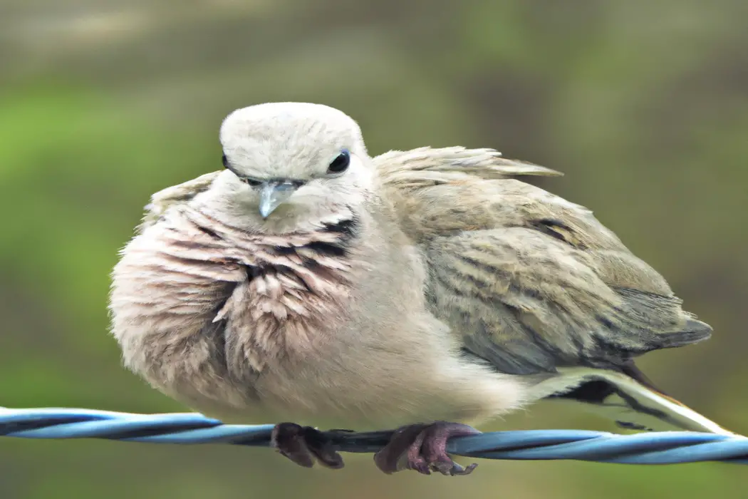 Asistente de imagen alt: Aves Brillantes