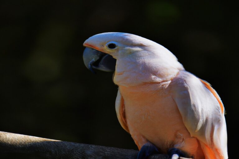 Ave tropical volando.