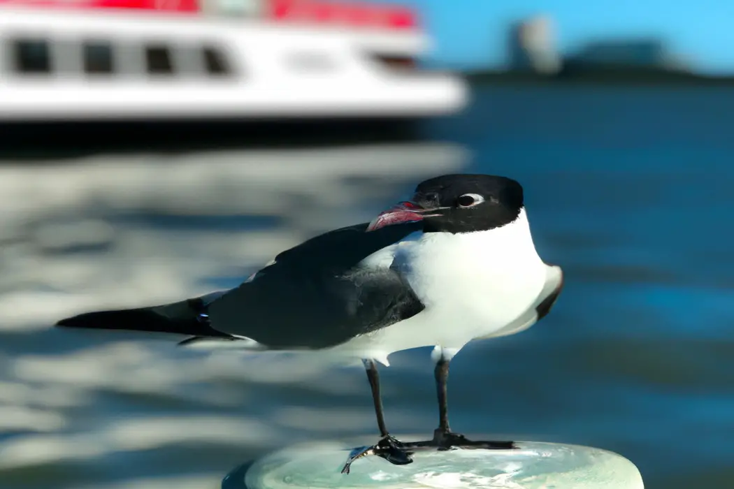 Aves Marinas Sudamericanas