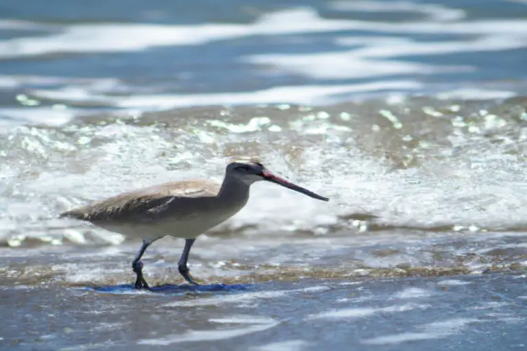 Aves Playeras Disfrutando