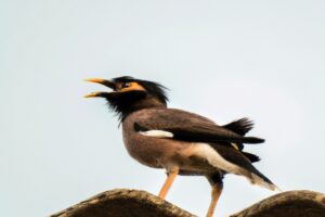Aves carnívoras: depredadoras voladoras