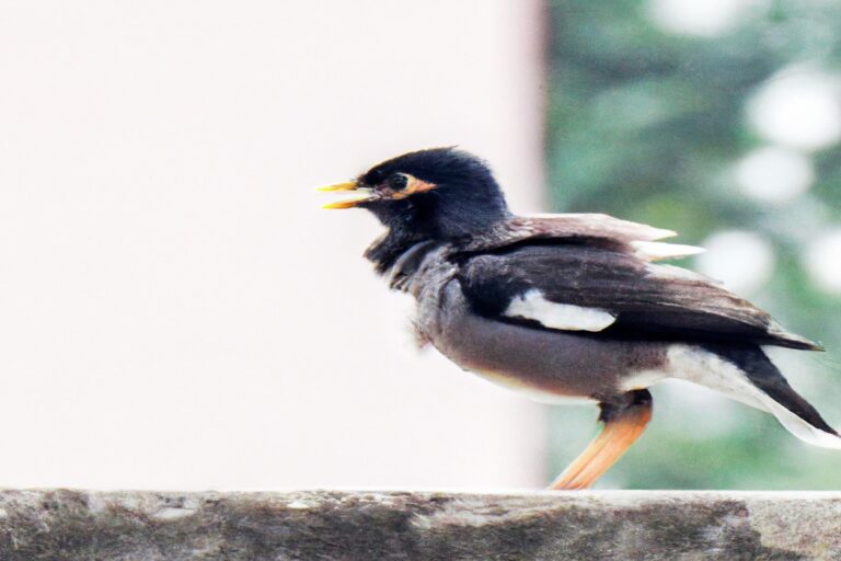 Aves grandes volando