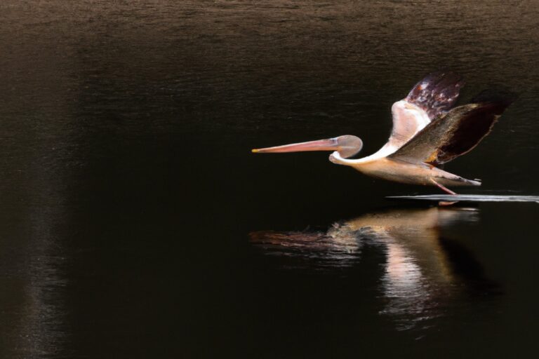 Aves volando.