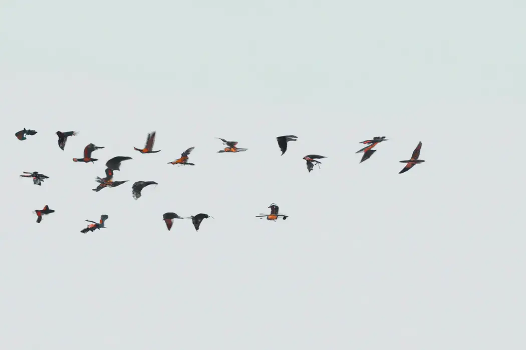 Aves volando agrupadas.