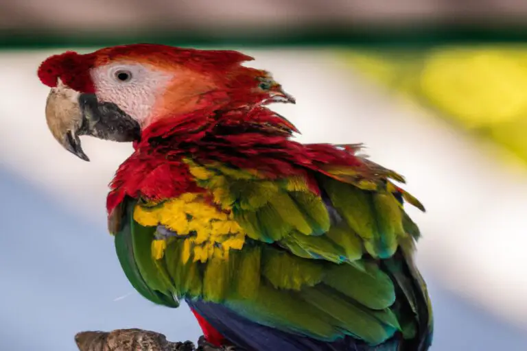 Bella cacatúa blanca