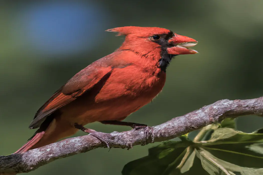 Canto del cardenal: melodioso y vibrante.