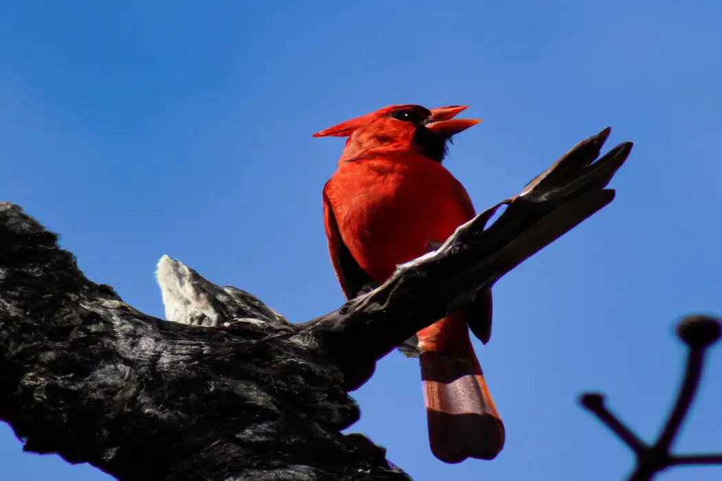 Cardenal en vuelo