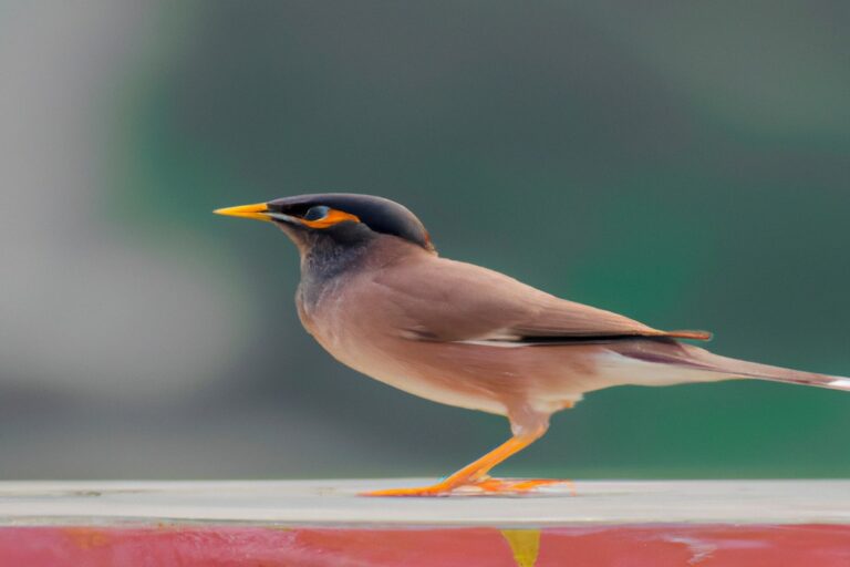 Cardenal rojo en árbol