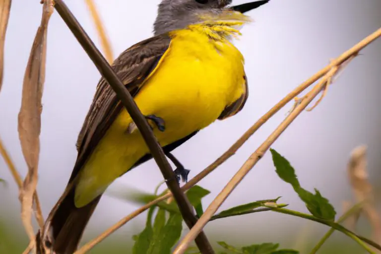 Cardenal rojo en árbol