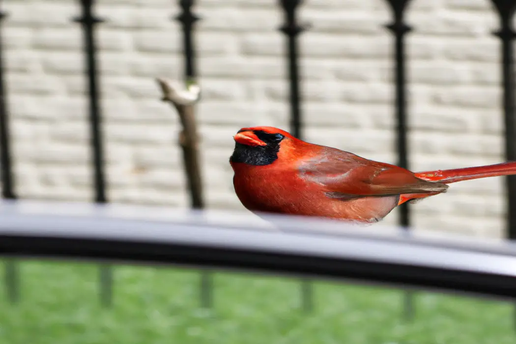 Cardenal volando.