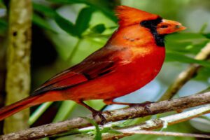Cardinal Rojo en el bosque.