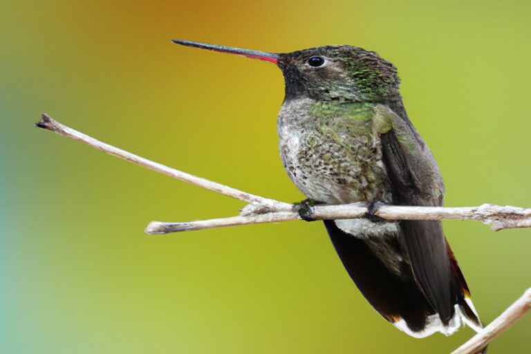 Colibrí alimentándose.