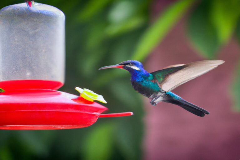 Colibrí azul brillante.