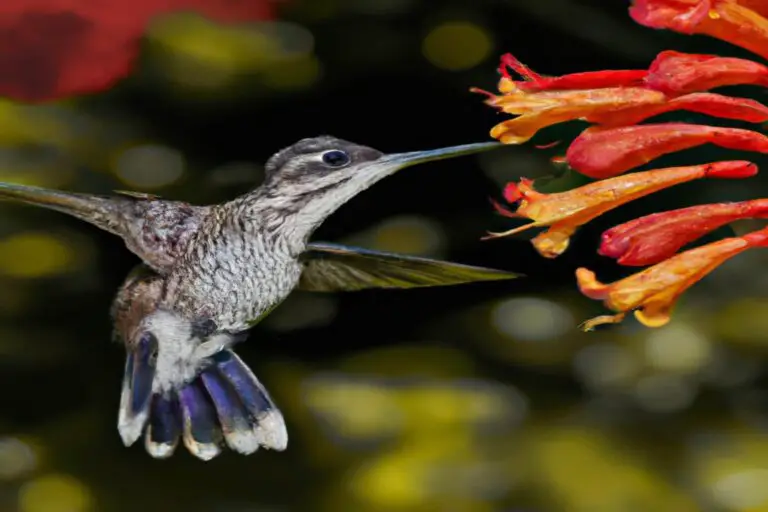 Colibrí dispersando polen.