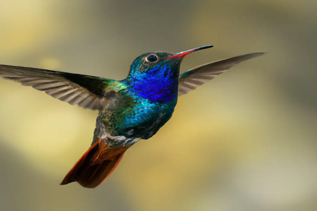 Colibrí eligiendo flores.