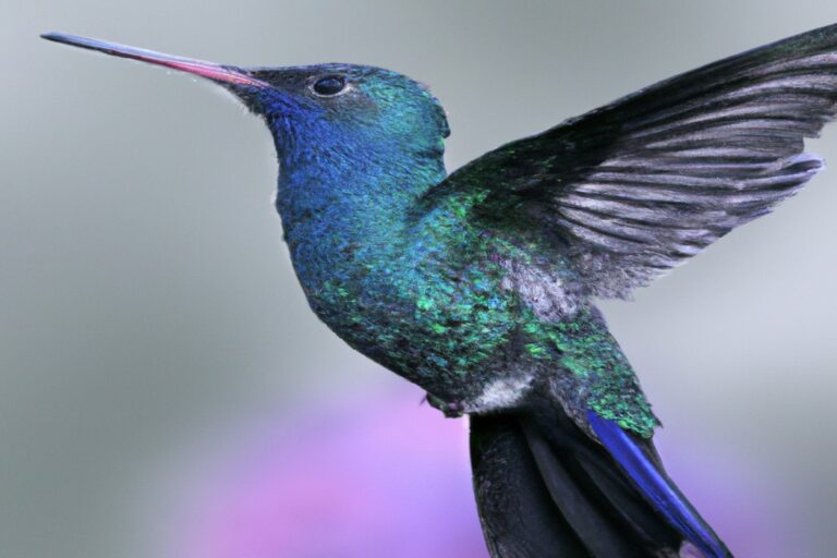 Colibrí en bosque.