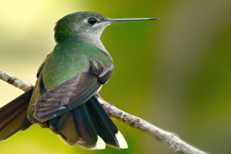 Colibrí en flor.