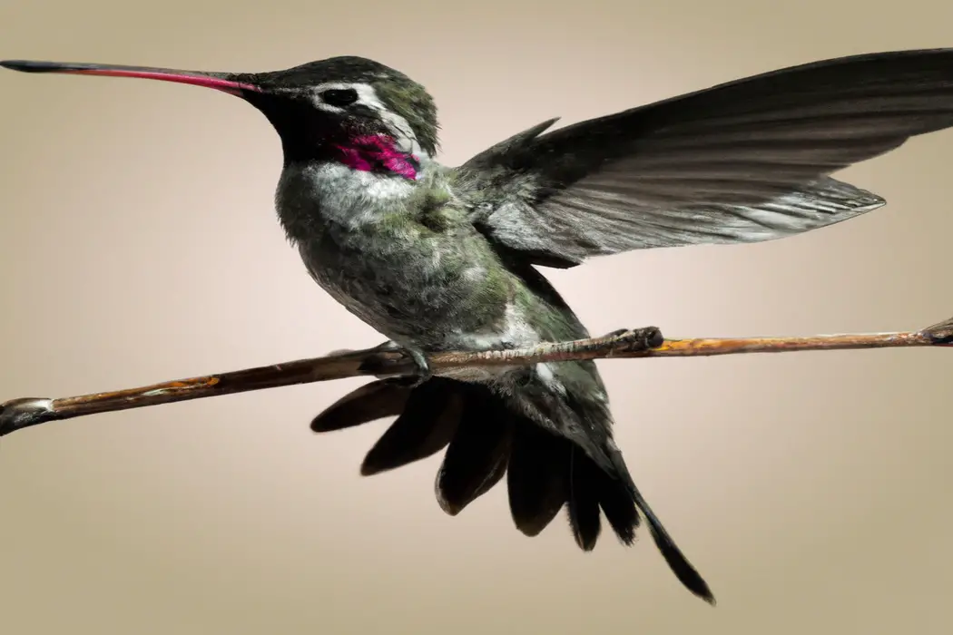 Colibrí en vuelo.