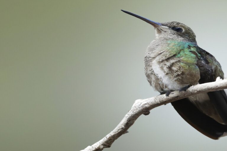 Colibrí macho vibrante.