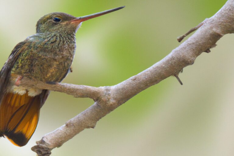 Colibrí polinizador.