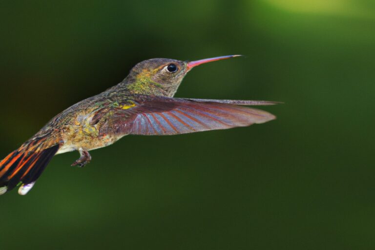 Colibrí polinizando.