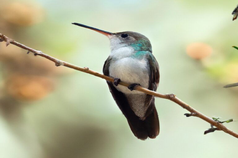 Colibrí veloz bebiendo.