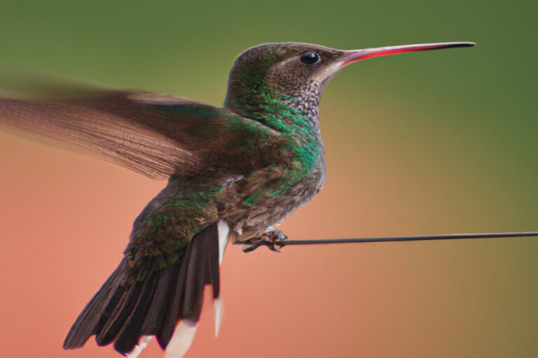 Colibrí volando.