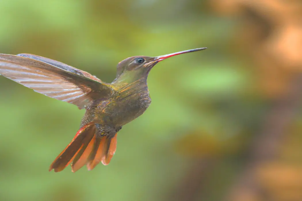 Colibrí y flor.